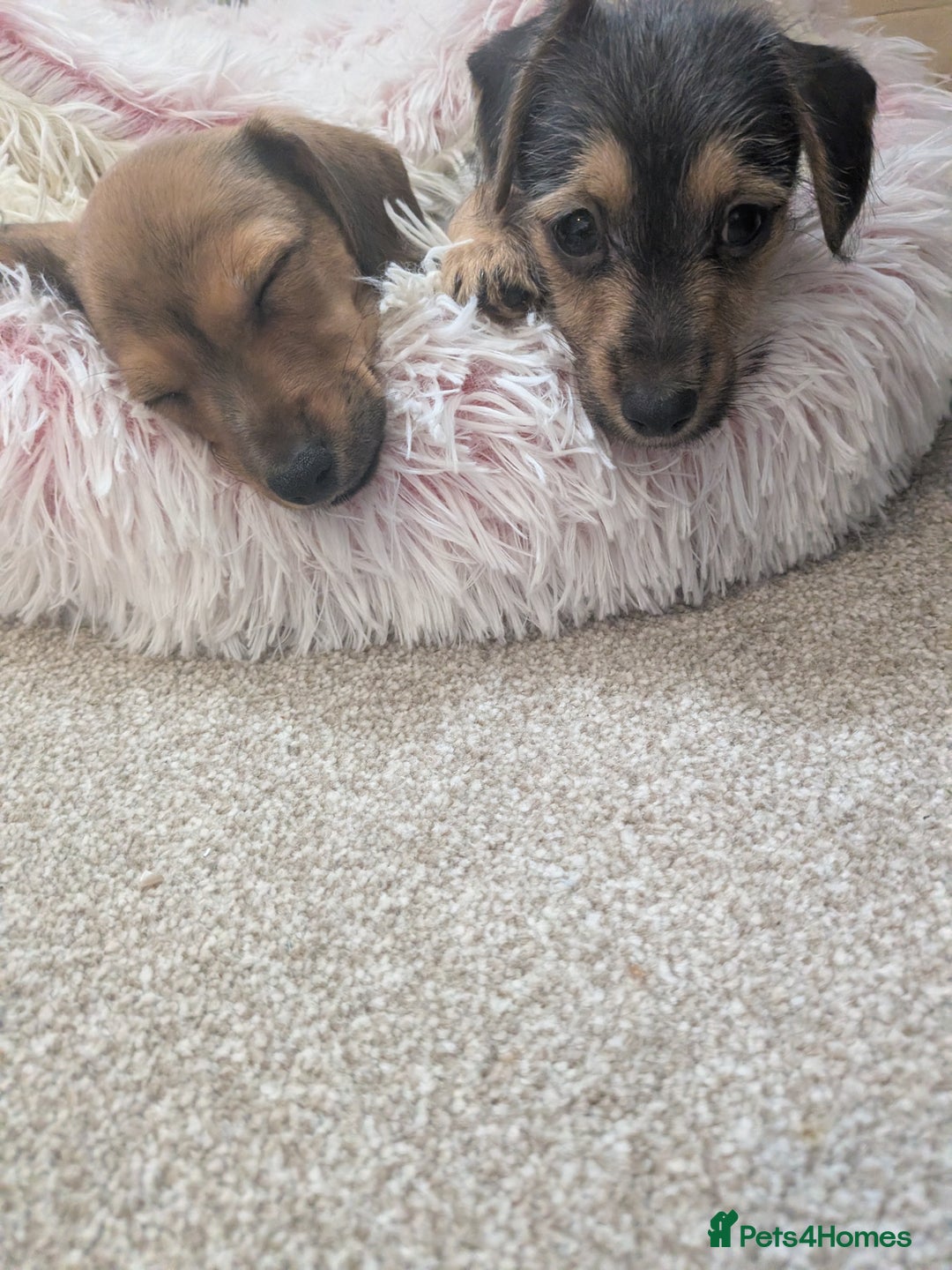 Mixed Breed dogs for sale: Dorkie pups chorkie x dachshund  in Bridgwater - Image 11