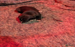 Whippet dogs for sale: Whippet puppies - Image 3