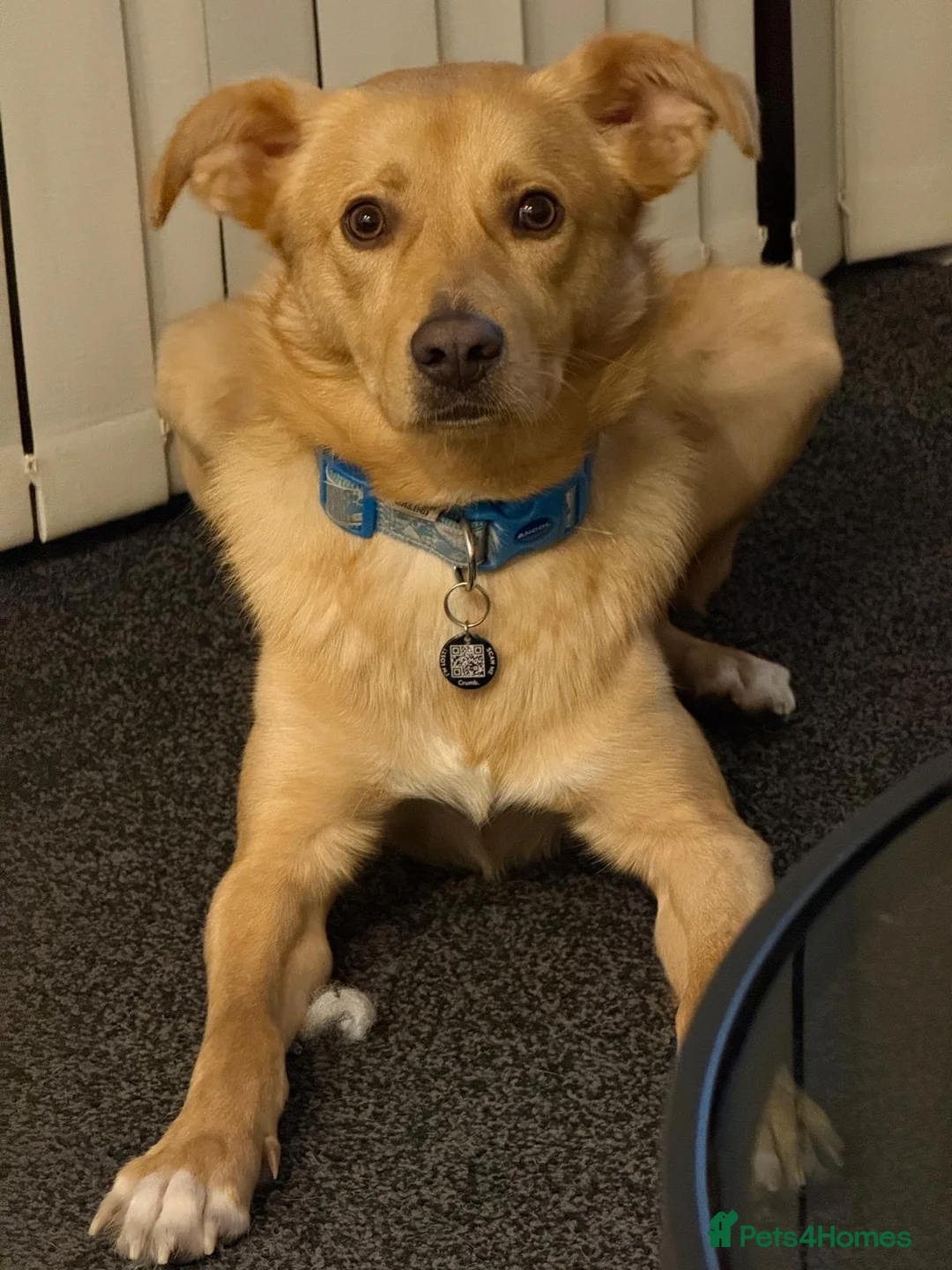 Mixed Breed dogs for sale: Bodhi -mongrel 18months old in Rugby - Advert 2