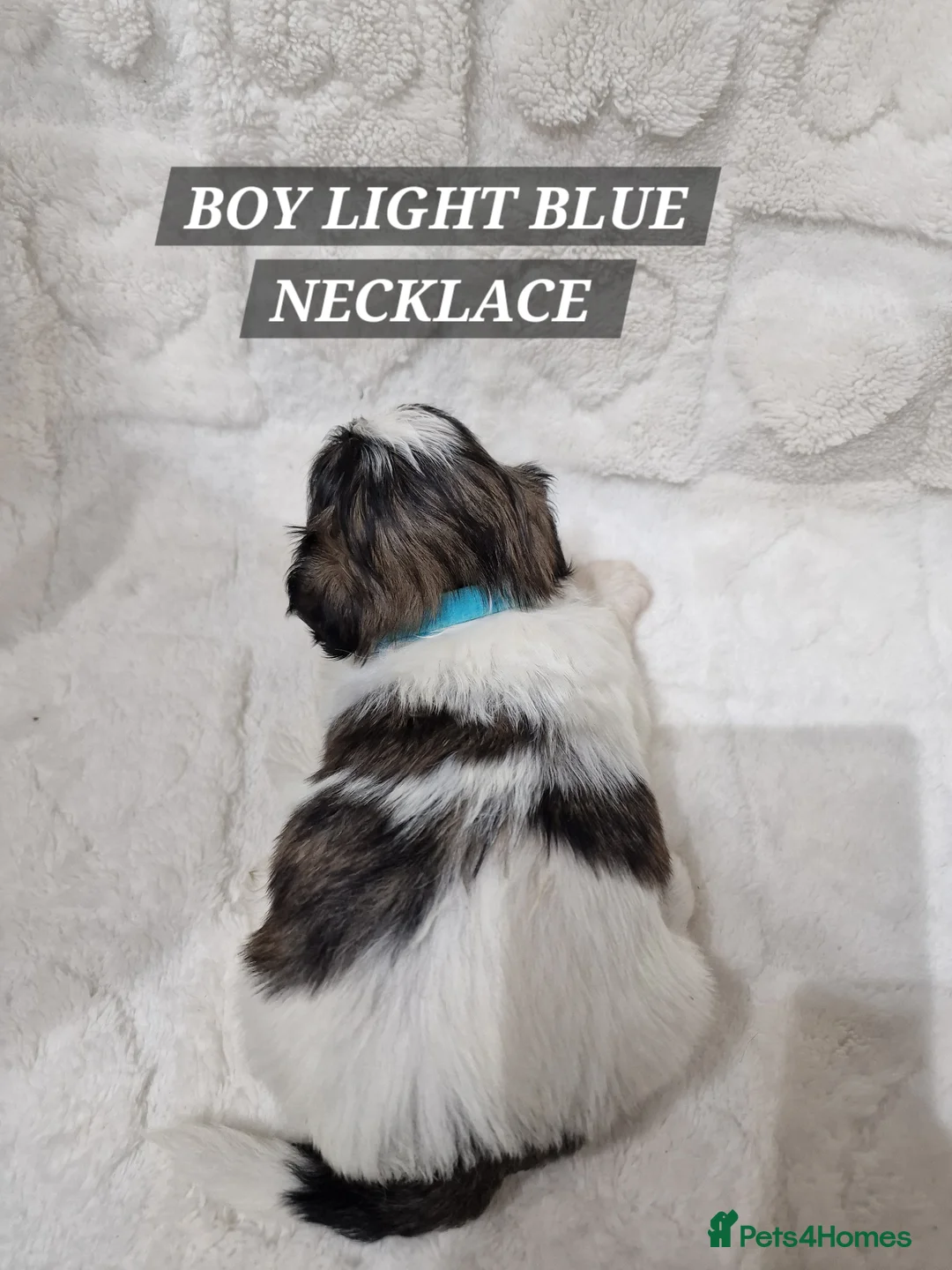 Shih Tzu dogs for sale: Pure breed Shih Tzu puppy - Advert 12