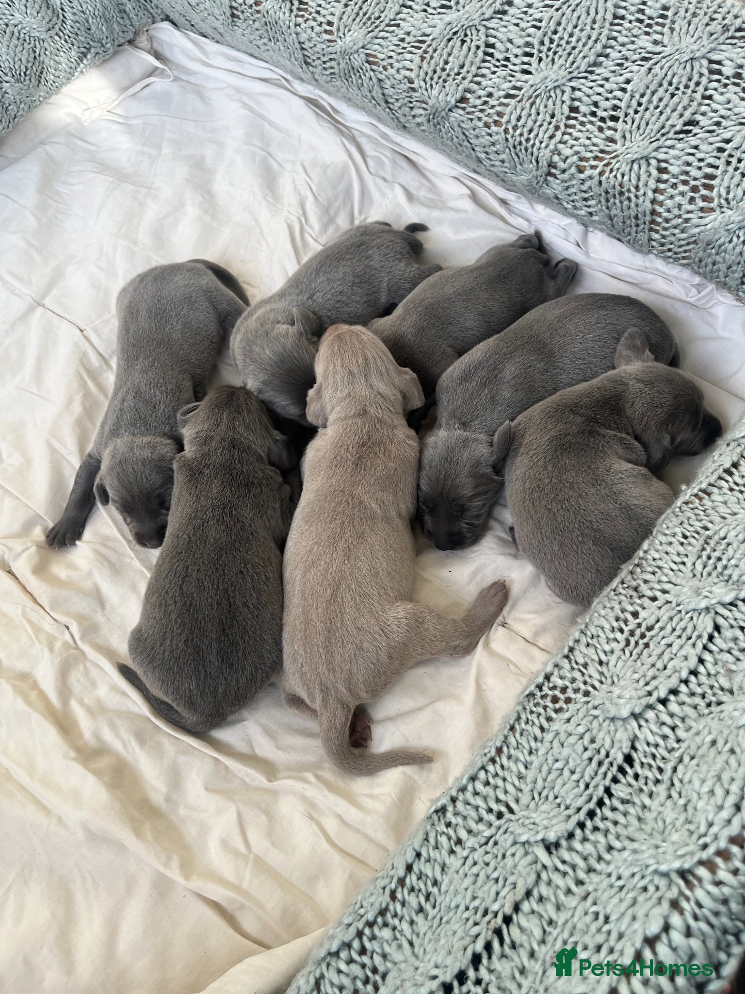 Weimaraner dogs for sale: BLUE and SILVER Purebred pups from KC reg Weims - Advert 20