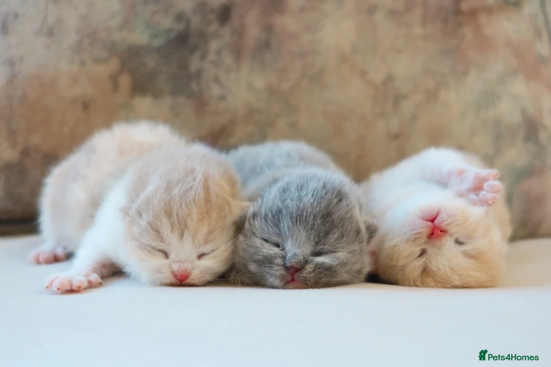 British Shorthair cats for sale: Aurabeau Cats is expecting Kittens - Advert 2