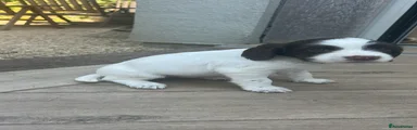 English Springer Spaniel 4