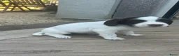 English Springer Spaniel dogs for sale: KC Springer Spaniels - Advert 8