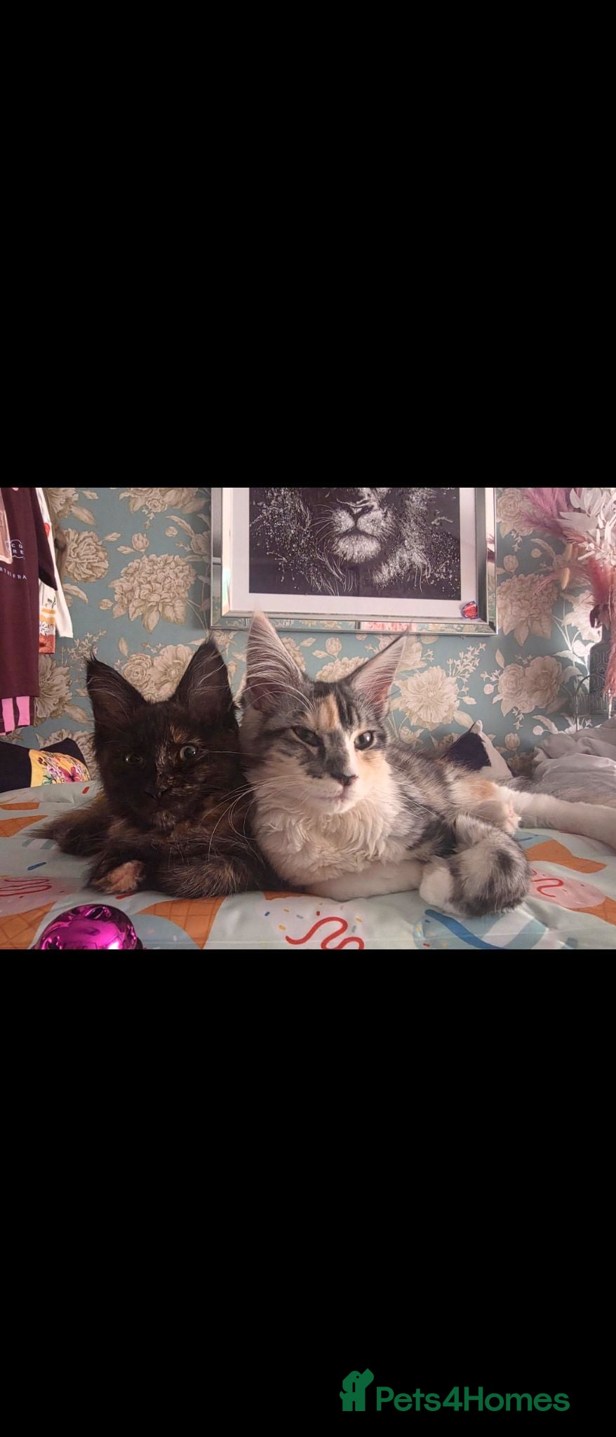 Maine Coon cats  Maine Coon kitten looking for a loving new home.  - Advert 9