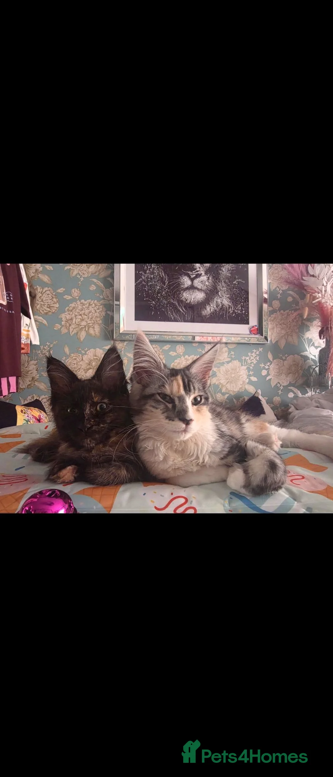 Maine Coon cats for sale:  Maine Coon kitten looking for a loving new home.  in Dewsbury - Advert 1