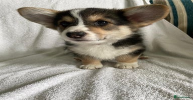 Welsh Corgi Pembroke dogs - Advert 10