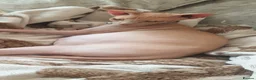 Sphynx cats for sale: Bicolour Sphynx cat black and white pink  in Bristol - Advert 5