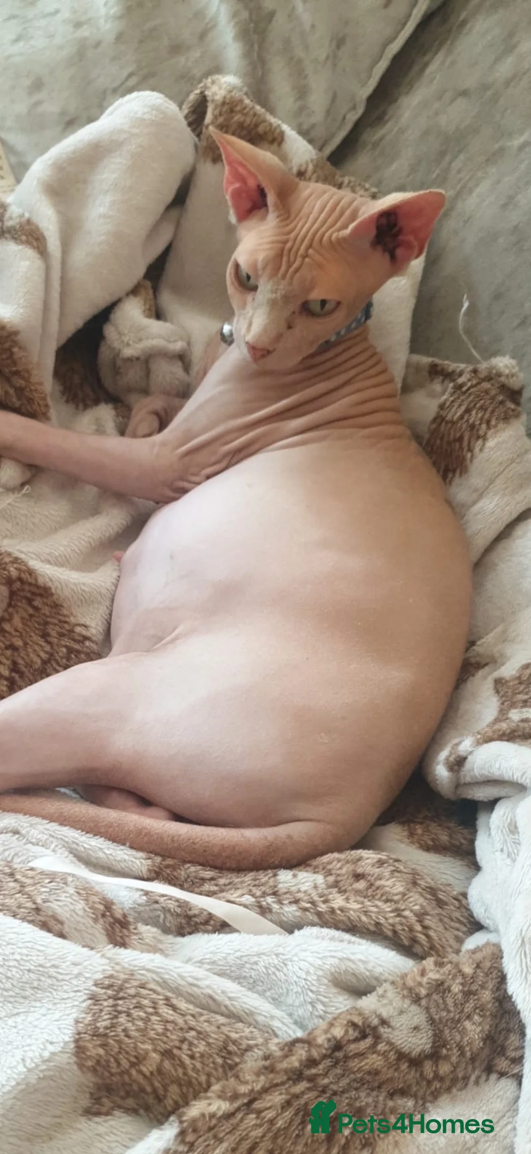 Sphynx cats for sale: Bicolour Sphynx cat black and white pink  in Bristol - Advert 5