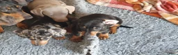 Dachshund dogs for sale: Dachshund - Advert 7