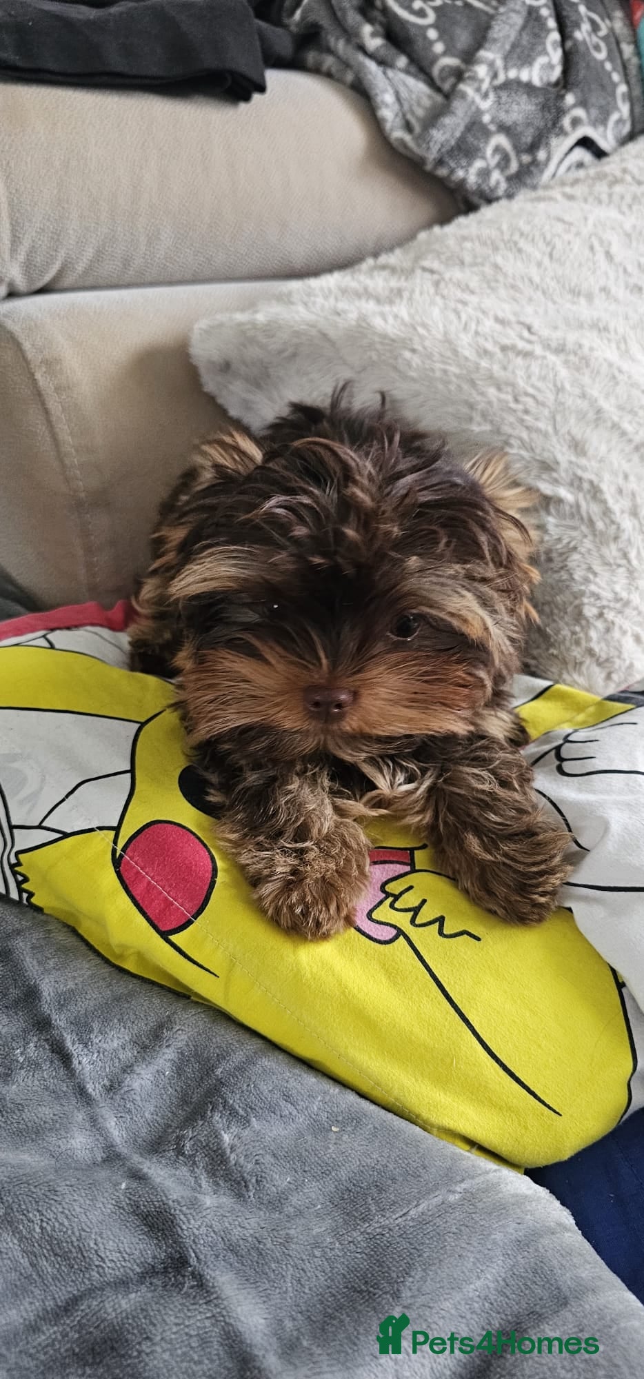 Yorkshire Terrier dogs Last tiny Chocolate Yorks boy❤ - Advert 13