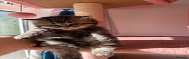 British Longhair Kitten 1