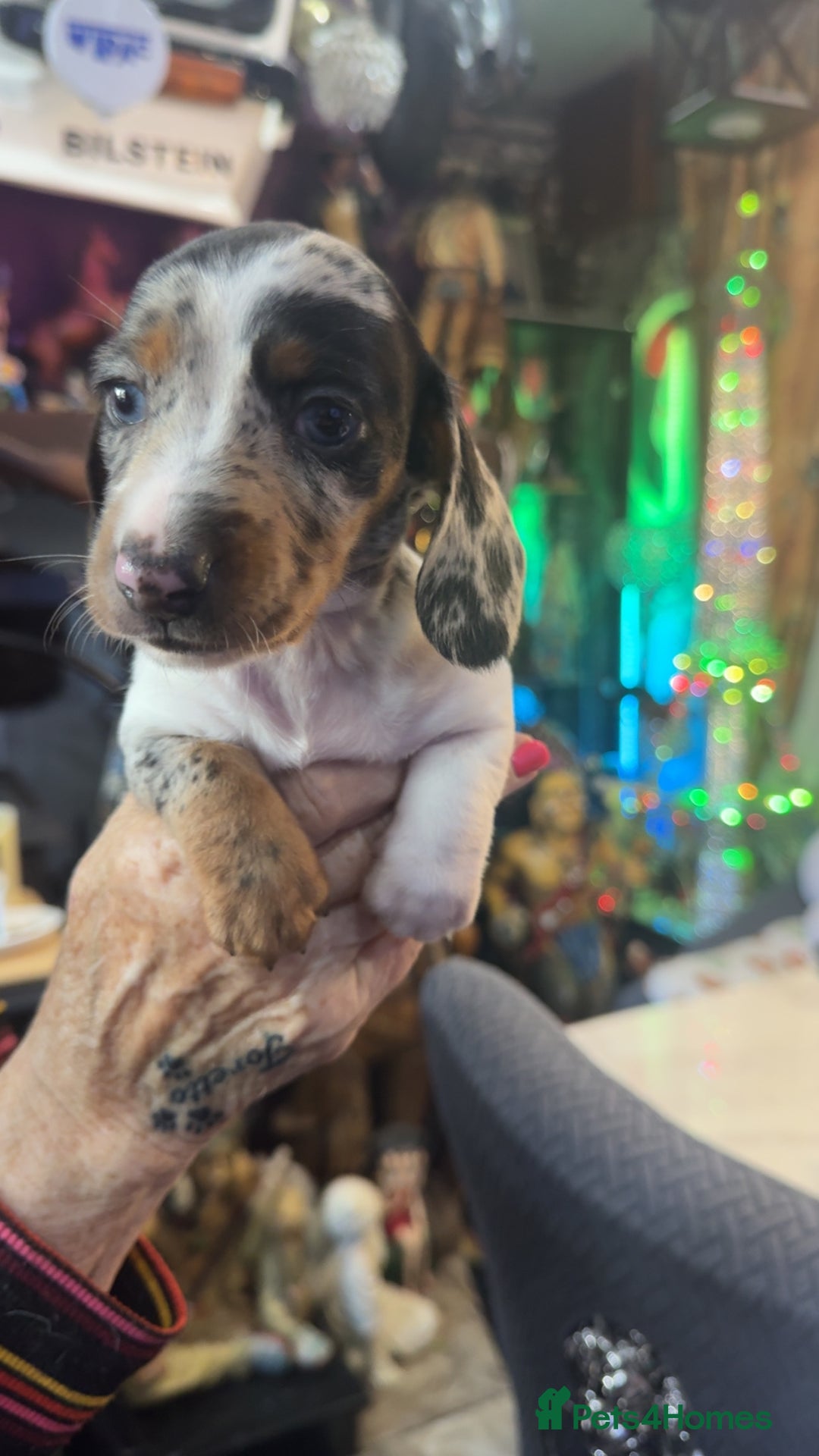 Dachshund dogs for sale: Dachshund puppies  - Image 1