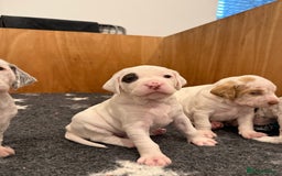 Pointer dogs for sale: French Pointer - Braque du Bourbonnais 🇫🇷  - Image 11