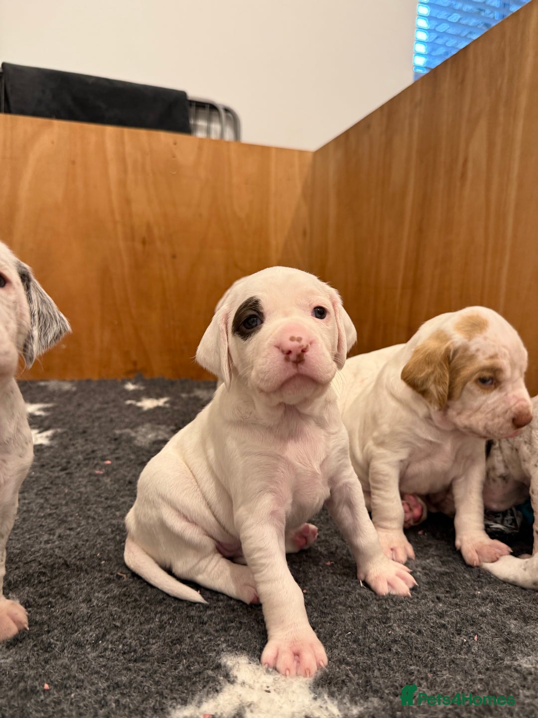 Pointer dogs for sale: French Pointer - Braque du Bourbonnais 🇫🇷  - Image 11