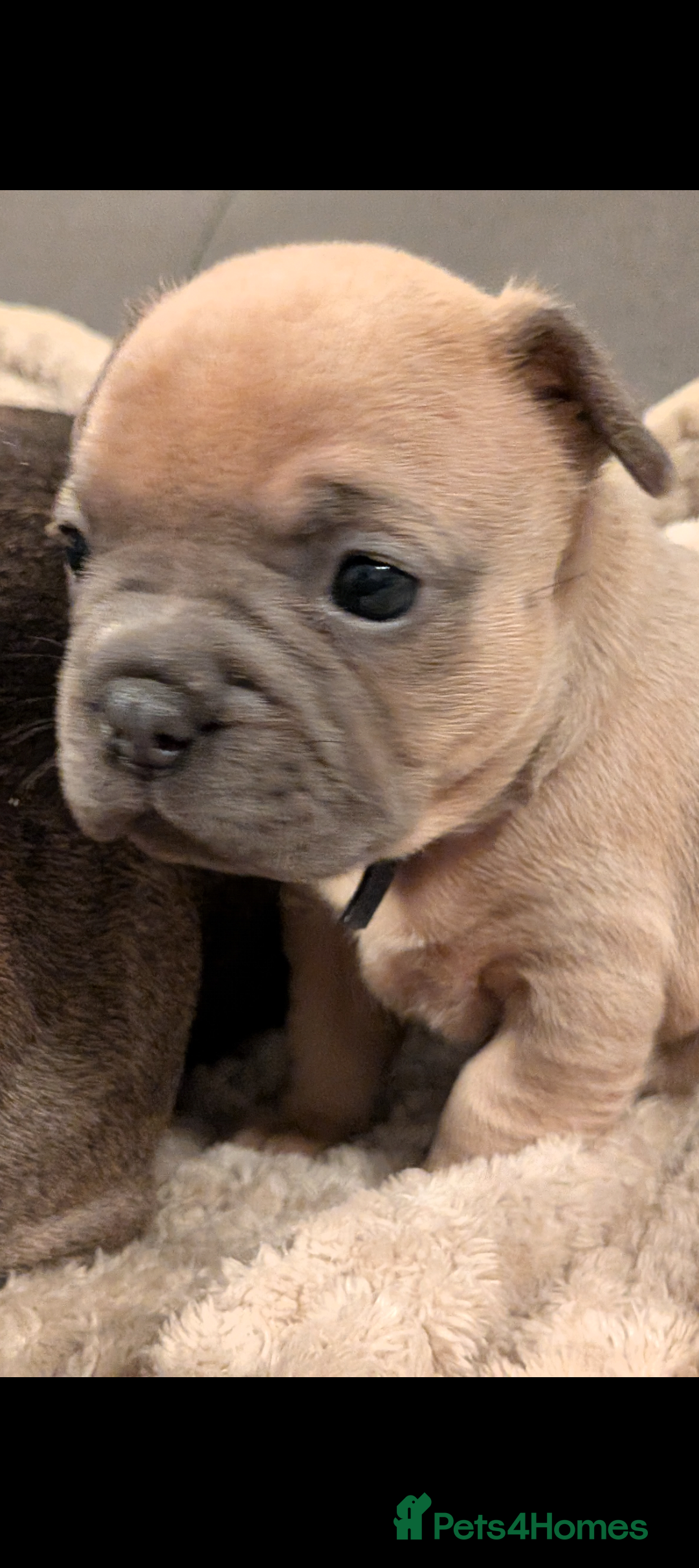 French Bulldog dogs for sale: Chunky Frenchie puppies - Advert 7