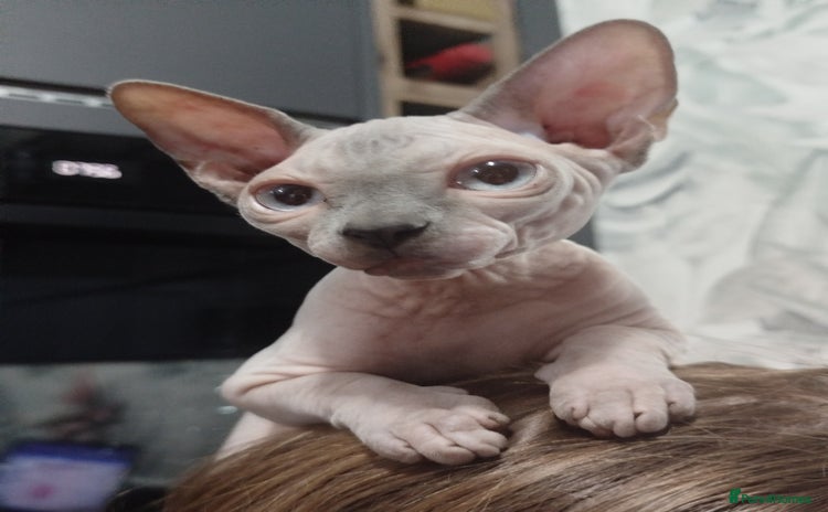 Sphynx cats - Advert 10