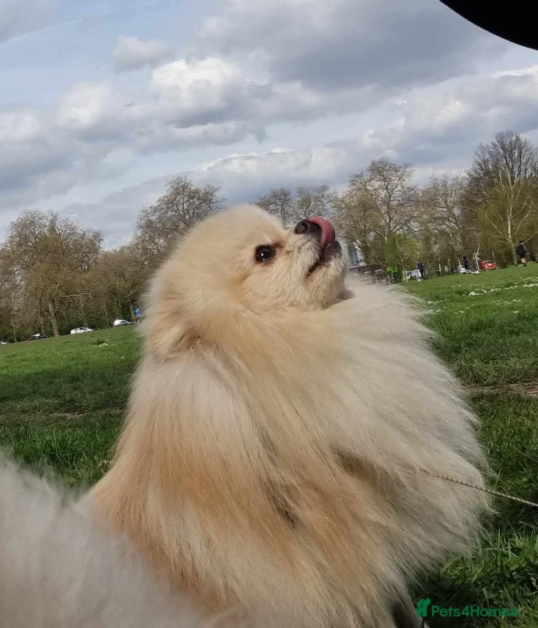 Pomeranian dogs for sale: Still Bullet Exclusive-Max - Advert 2