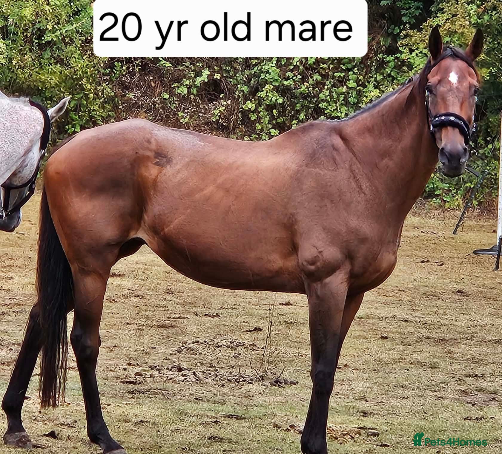 Shetland pony horses 15.3 Thoroughbred Mare 20yrs ex broodmare  - Advert 12