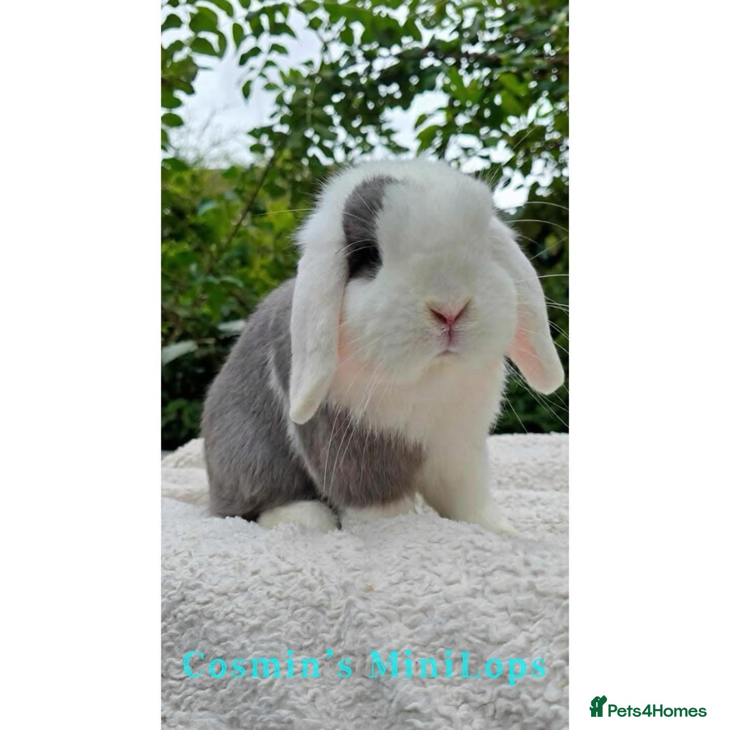 Mini Lop rabbits Pure breed mini lops  - Advert 3