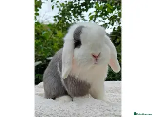 Mini Lop rabbits Pure breed mini lops - Advert 2