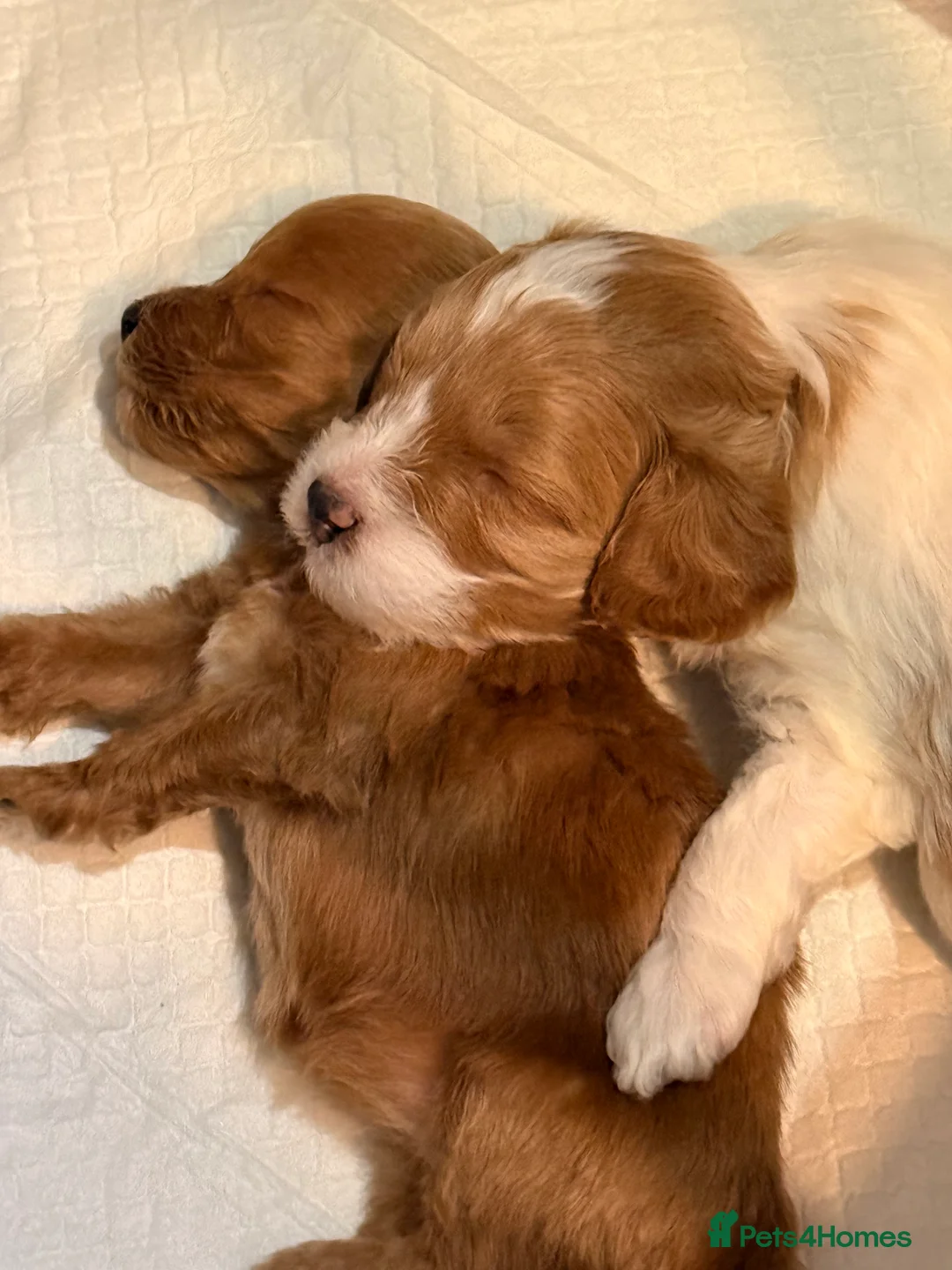 Cockapoo dogs for sale: Toy Poodle x Cockapoo Puppies Family Raised in Hayes - Advert 7