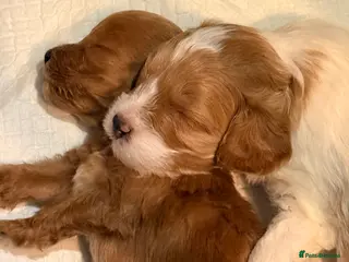 Cockapoo dogs Toy Poodle x Cockapoo Puppies Family Raised - Advert 15