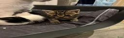 Mixed Breed cats for sale:  Adorable Kittens Looking for Their Forever Homes - Advert 8
