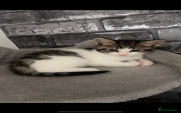 Mixed Breed cats for sale: Three beautiful kittens  - Image 1