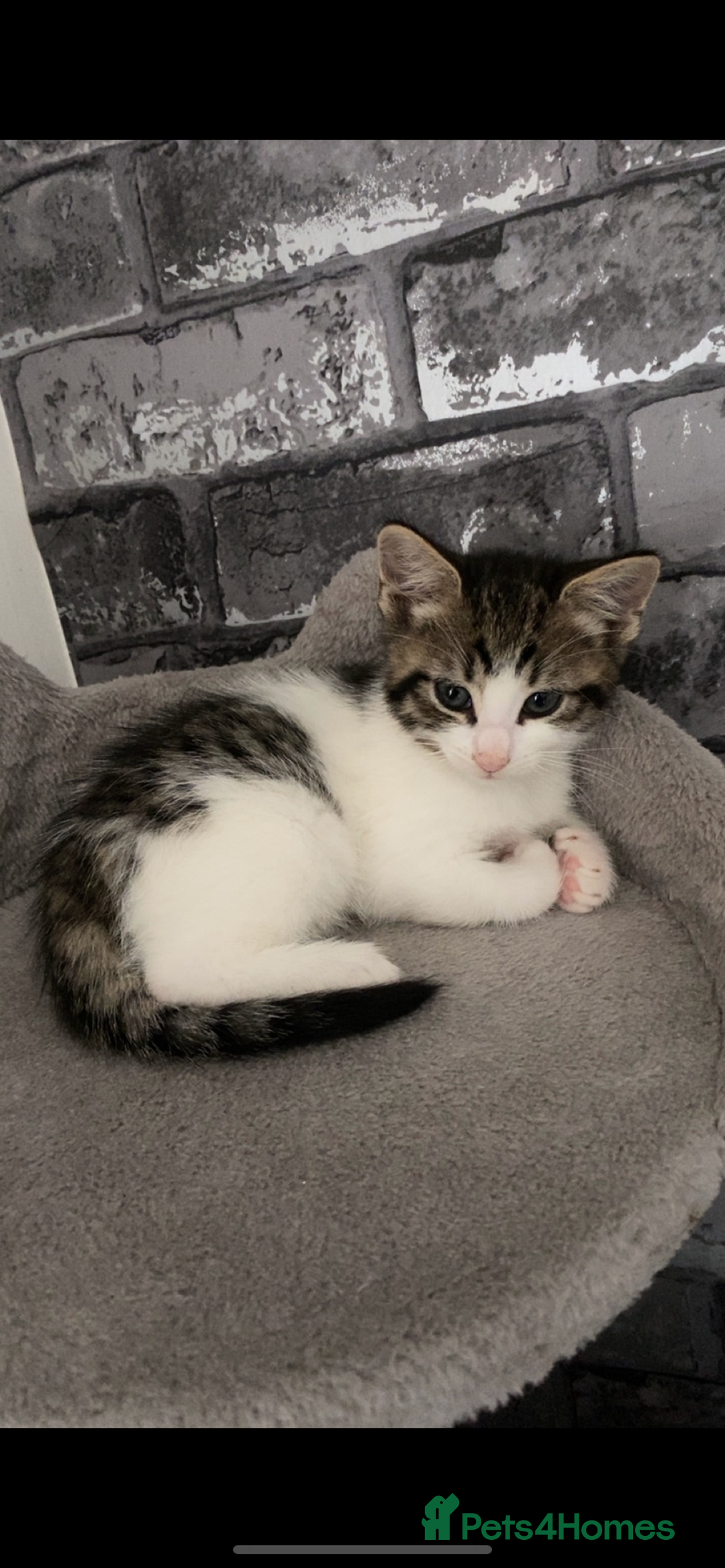 Mixed Breed cats for sale: Three beautiful kittens  - Image 1