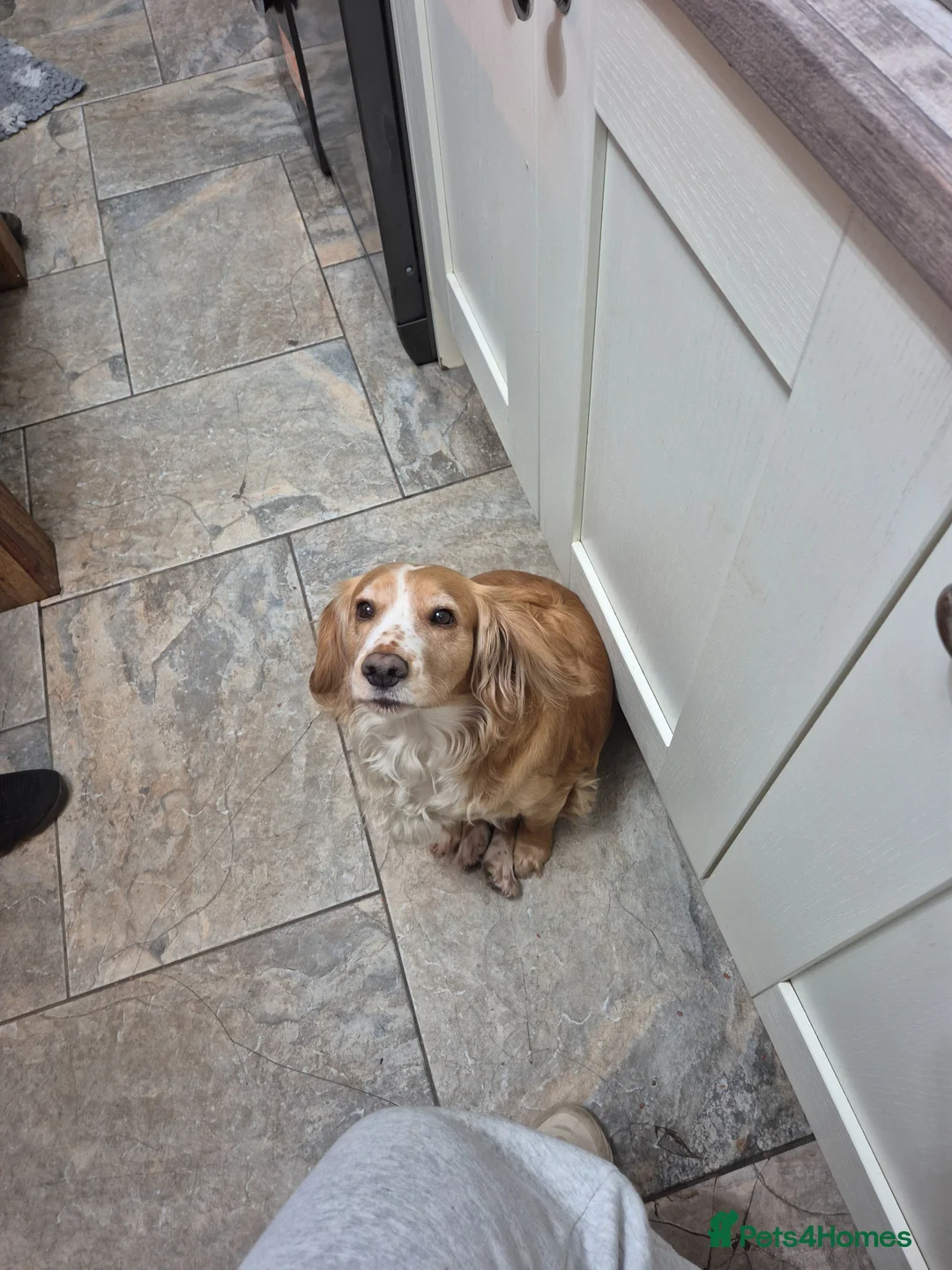 Cocker Spaniel dogs for sale: Working cocker pups  - Advert 2