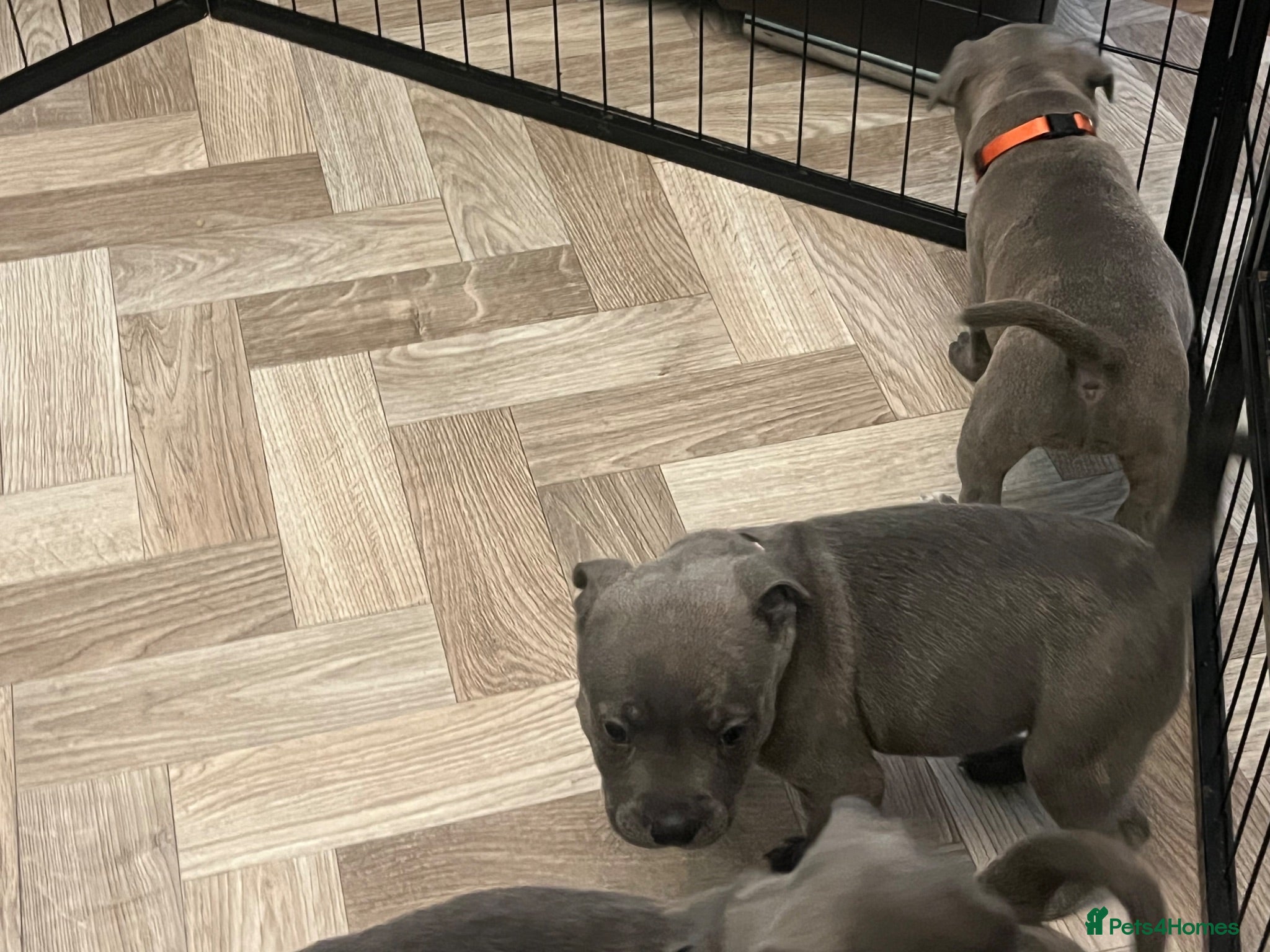 Staffordshire Bull Terrier dogs K. C registered blue Staffordshire puppies - Advert 1