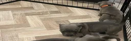 Staffordshire Bull Terrier dogs for sale: K. C registered blue Staffordshire puppies - Advert 19