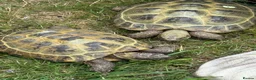 Hermann Tortoise reptiles for sale: 2 Hermann tortoises - Advert 7