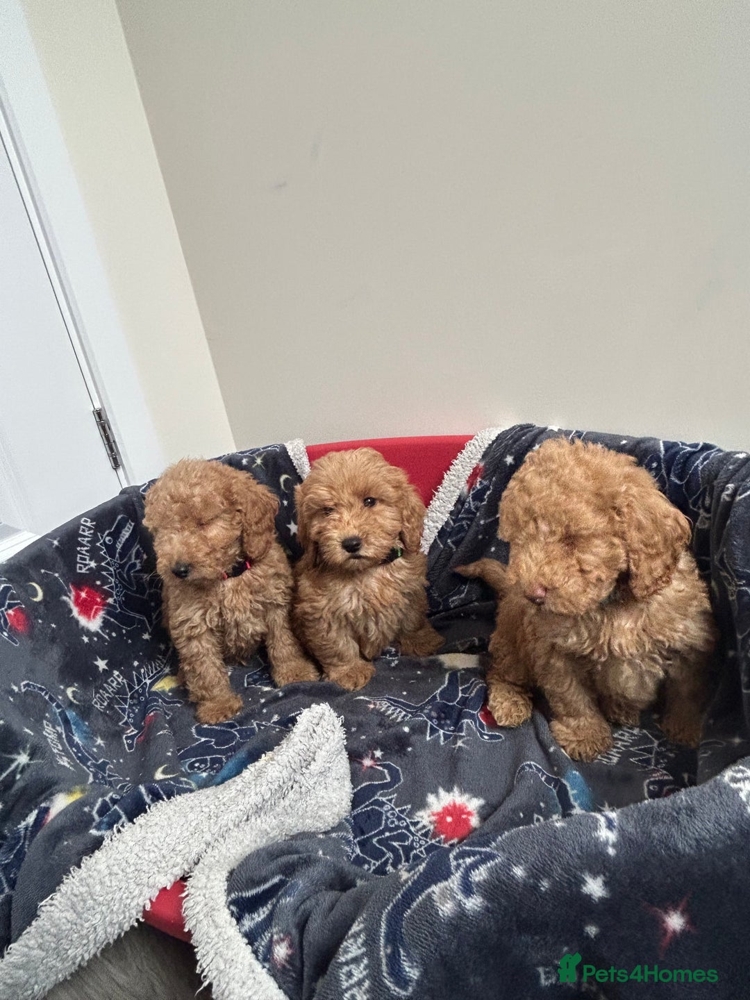 Cockapoo dogs for sale: 9 weeks old Cockapoo puppies  - Image 7