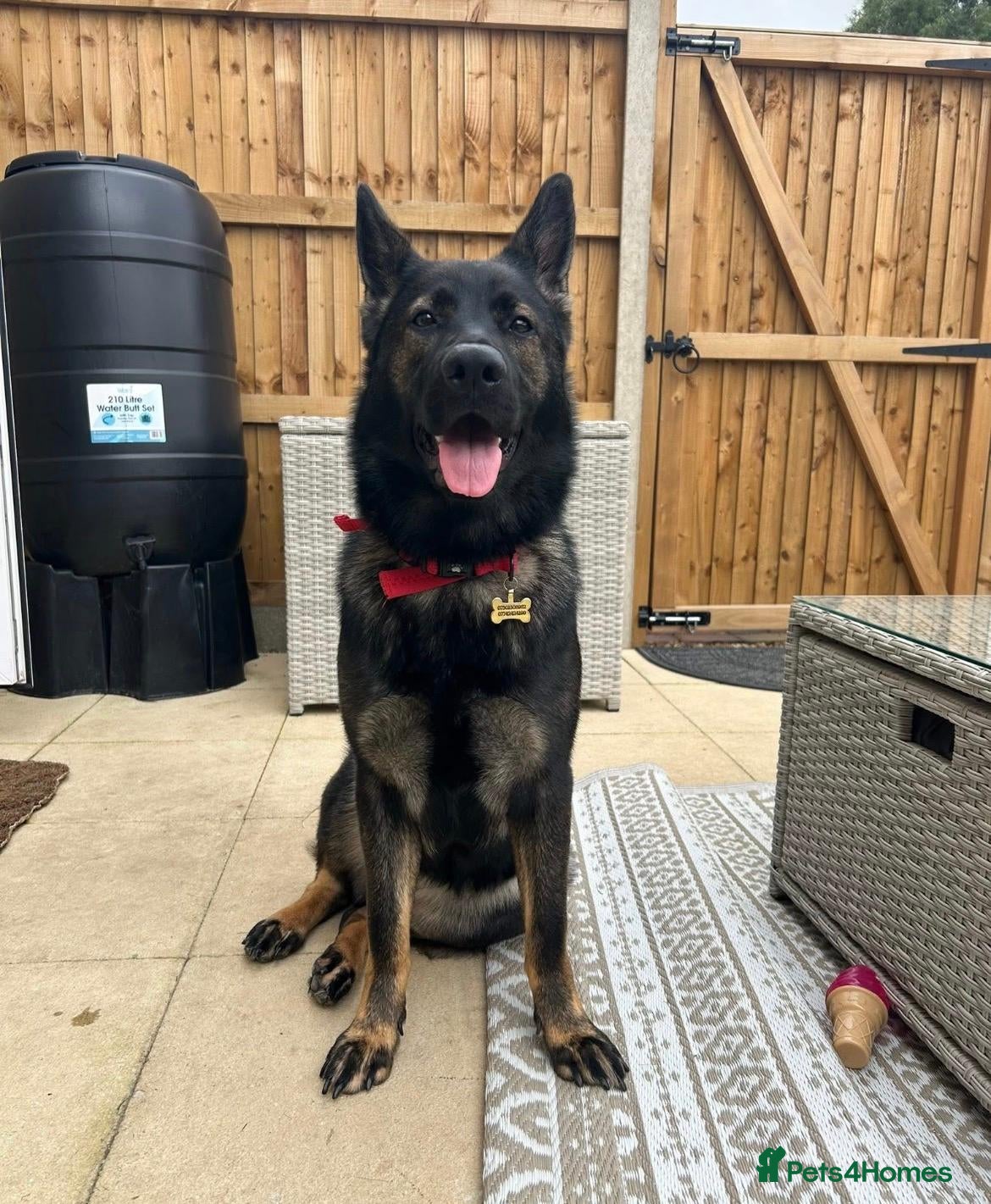 German Shepherd dogs 2-year-old female German shepherd - Advert 11