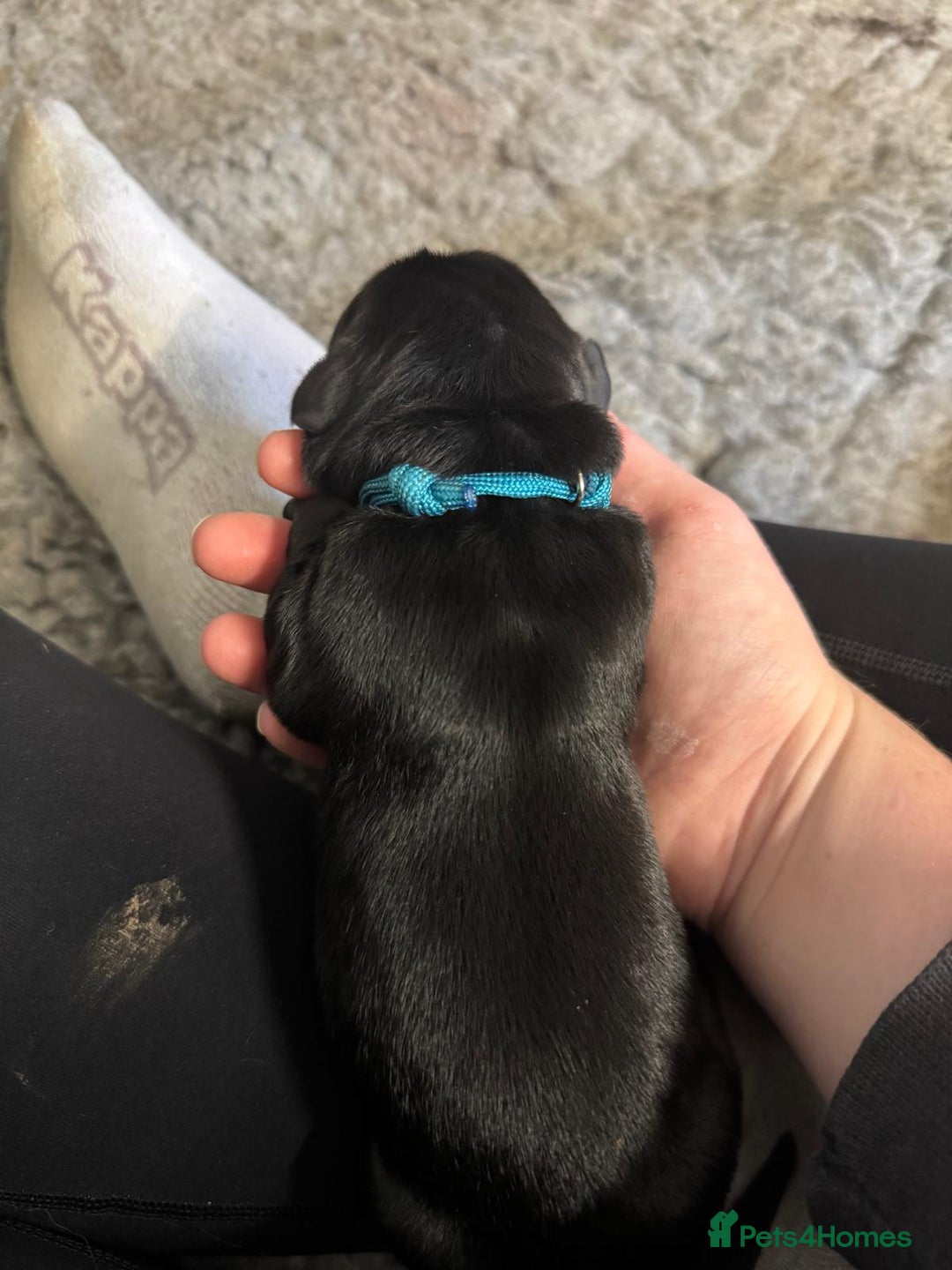 Goldador dogs for sale: Goldador Black & Golden Pups - Pets / Therapy - Image 11