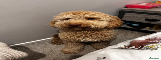Teddy