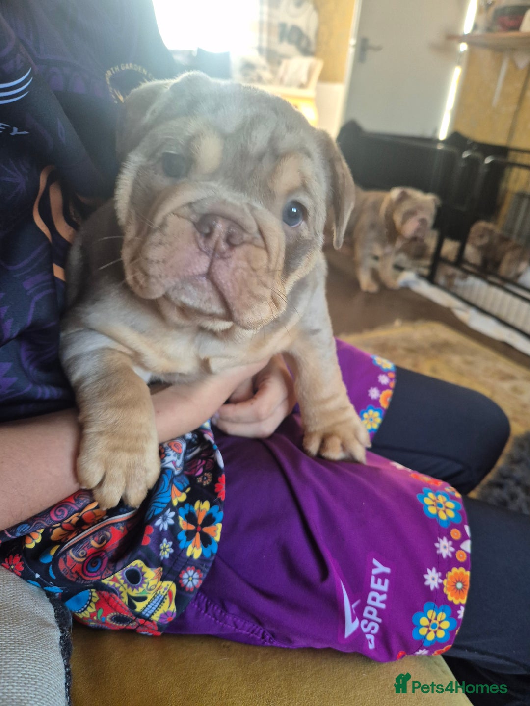 English Bulldog dogs for sale: Merle British Bulldog Pup's 1boy left  - Image 11