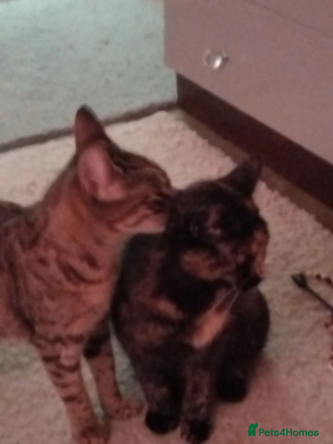 Mixed Breed cats for sale: Female cat  - Advert 4