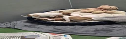 Jack Russell dogs for sale: Jack Russel pups in Congleton - Advert 2