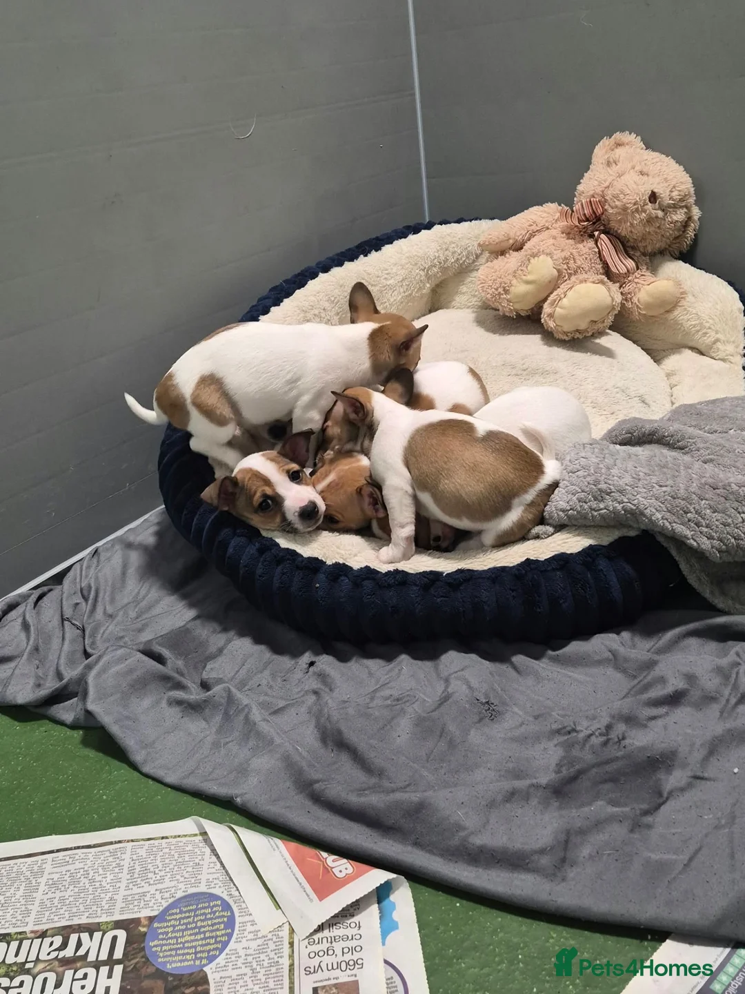 Jack Russell dogs for sale: Jack Russel pups in Congleton - Advert 2