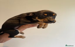 Australian Kelpie dogs for sale: Australian Kelpie puppies  - Image 18