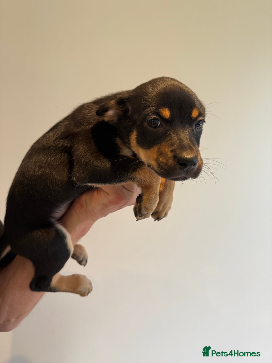 Australian Kelpie dogs for sale: Australian Kelpie puppies  - Image 18