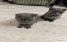 British Shorthair cats for sale: BEAUTIFUL BABY BLUE KITTENS  - Image 2