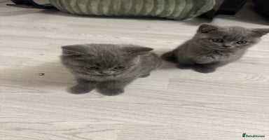 British Shorthair cats - Advert 11