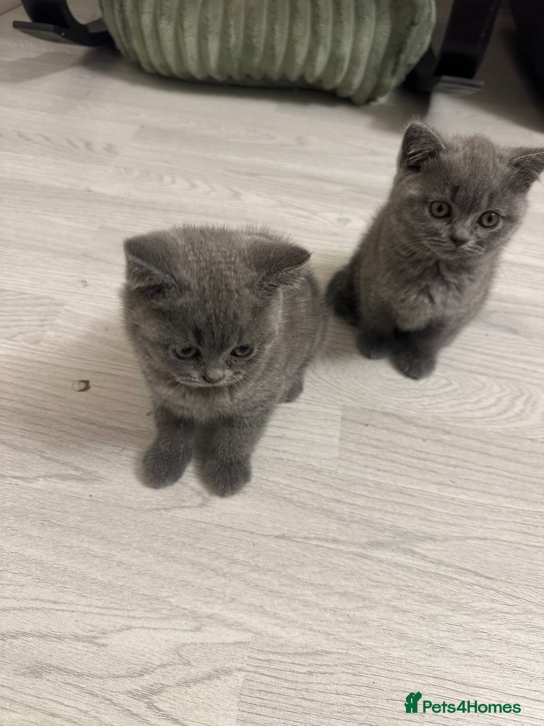 British Shorthair cats for sale: BEAUTIFUL BABY BLUE KITTENS  - Image 2