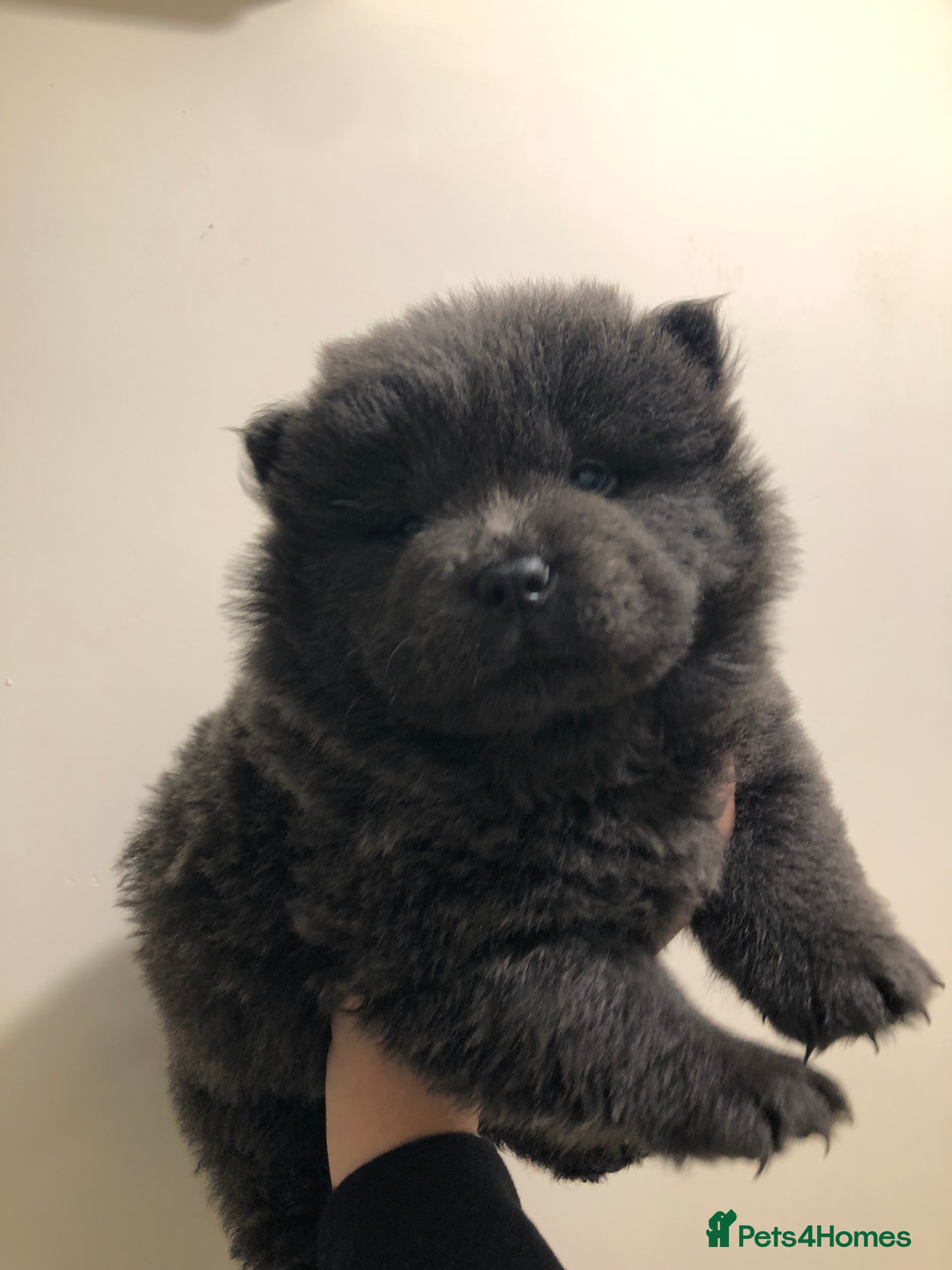 Chow Chow dogs CHOW CHOWS - Advert 11