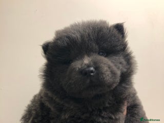 Chow Chow dogs BLUE CHOW CHOW GIRLS - Advert 1