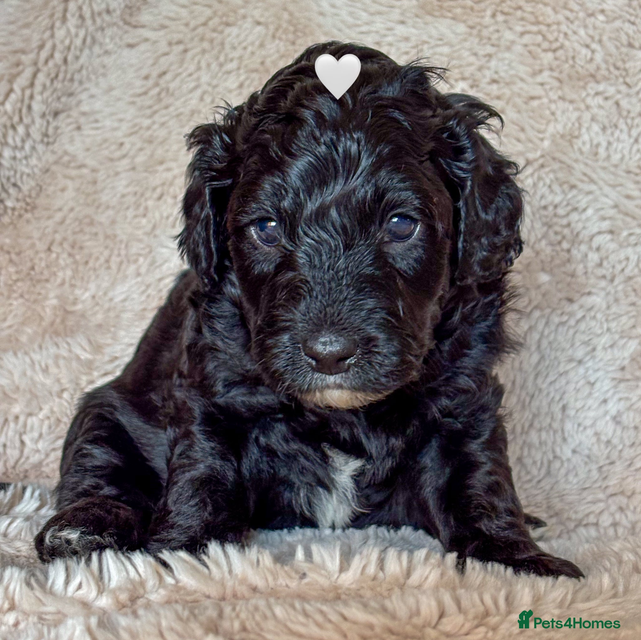 Labradoodle dogs for sale: Beautiful Australian Labradoodle Pups - Advert 4